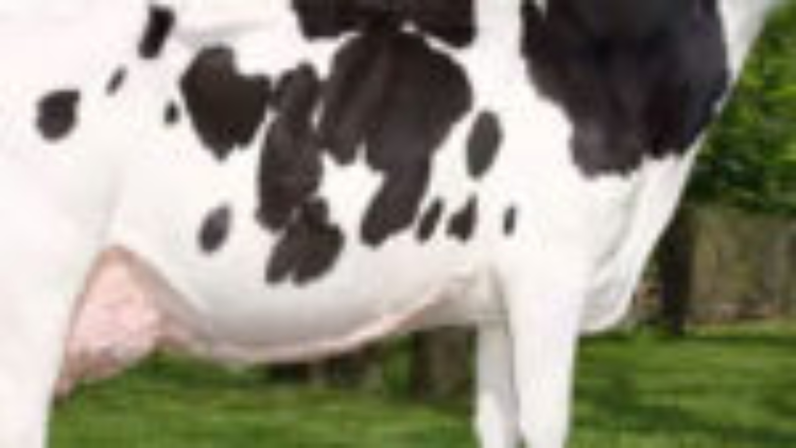 blog-Holstein-Friesian-Cows-150x150